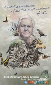  .    ( 2013  ...) / David Attenborough's Natural Curiosities [2013]  
